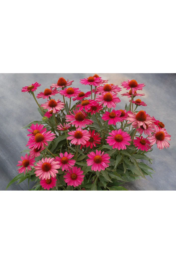 Jeżówka 'Kismet Raspberry' | Echinacea