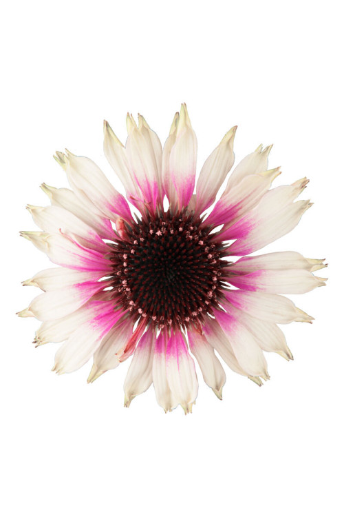 Jeżówka Sombrero 'Special White Purple' | Echinacea