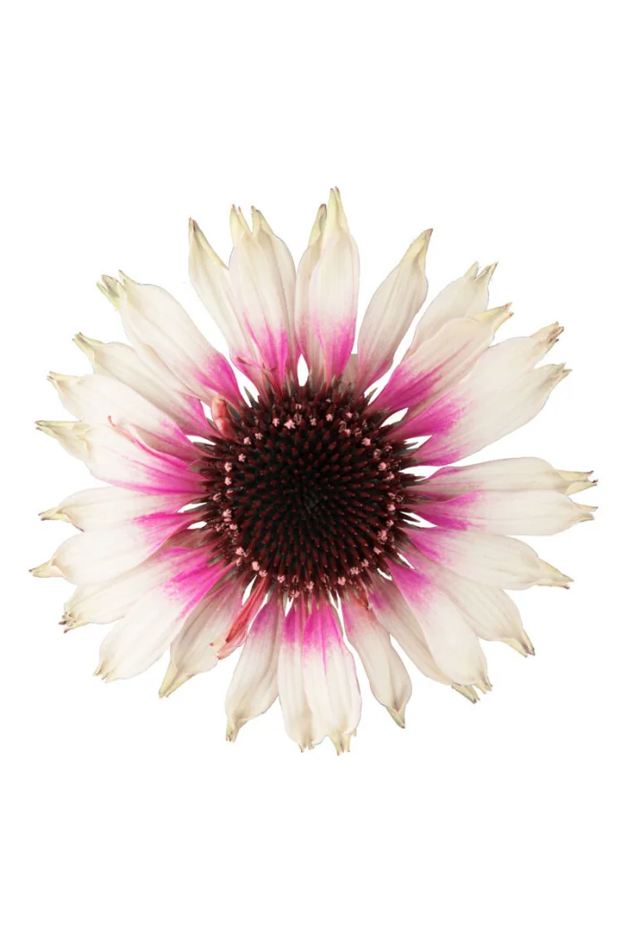 Jeżówka Sombrero 'Special White Purple' | Echinacea