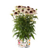Jeżówka Sombrero 'Special White Purple' | Echinacea