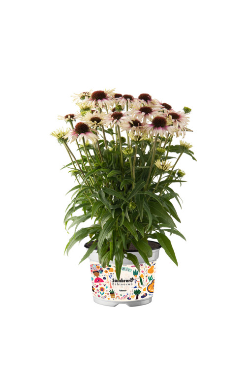 Jeżówka Sombrero 'Special White Purple' | Echinacea
