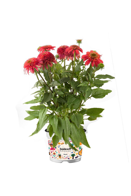Jeżówka Sombrero 'Double Cranberry' | Echinacea