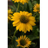 Jeżówka Sombrero 'Compact Yellow' | Echinacea
