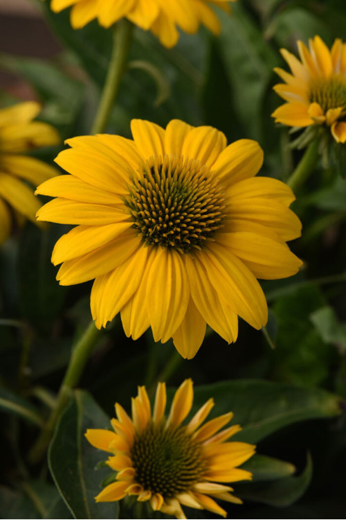 Jeżówka Sombrero 'Compact Yellow' | Echinacea