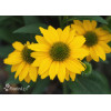 Jeżówka Sombrero 'Compact Yellow' | Echinacea