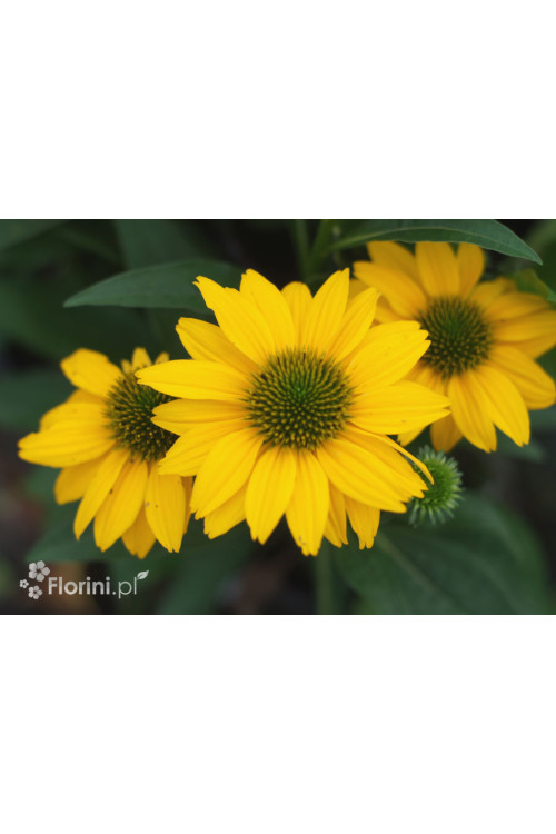 Jeżówka Sombrero 'Compact Yellow' | Echinacea
