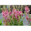 Dziewanna 'Plum Smokey' | Verbascum