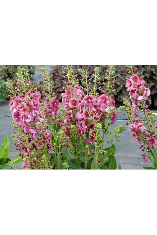 Dziewanna 'Plum Smokey' | Verbascum