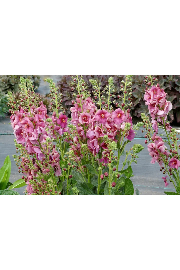 Dziewanna 'Plum Smokey' | Verbascum