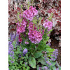 Dziewanna 'Plum Smokey' | Verbascum