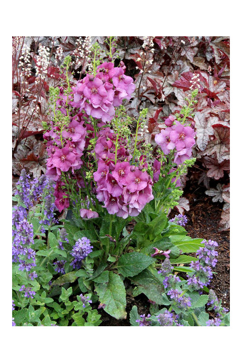 Dziewanna 'Plum Smokey' | Verbascum