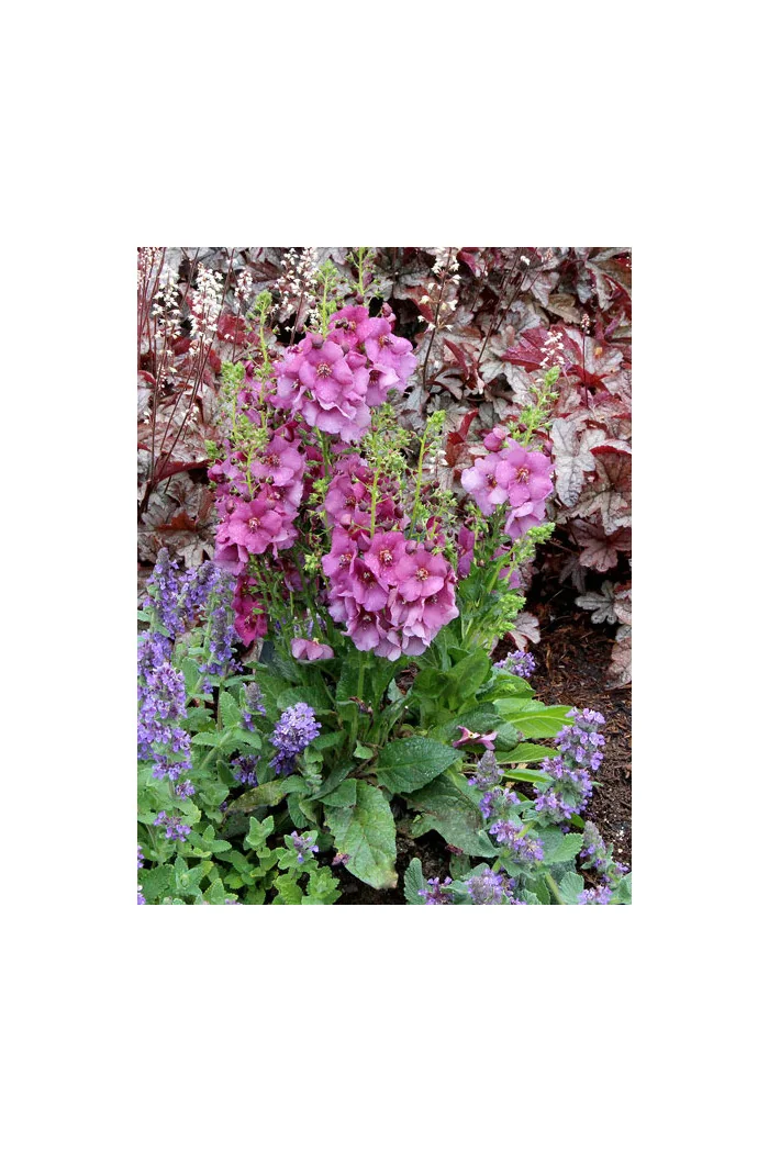 Dziewanna 'Plum Smokey' | Verbascum