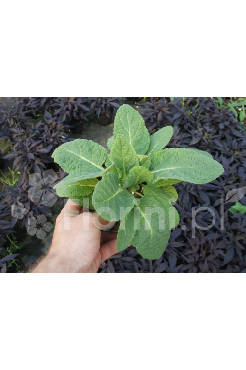 Dziewanna 'Plum Smokey' | Verbascum