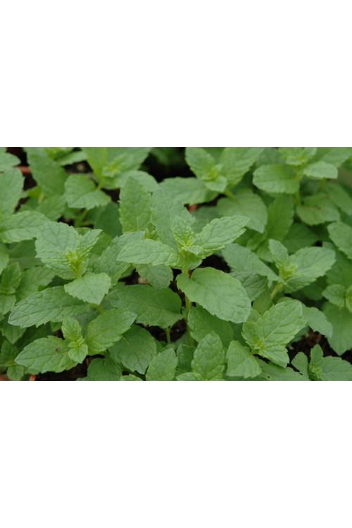 Mięta 'Mojito' | Mentha spcata 'Mojito'