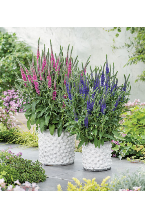 Przetacznik kłosowy ''Anniversary Blue' | Veronica spicata