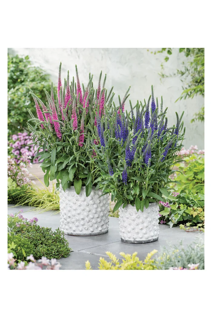 Przetacznik kłosowy ''Anniversary Blue' | Veronica spicata