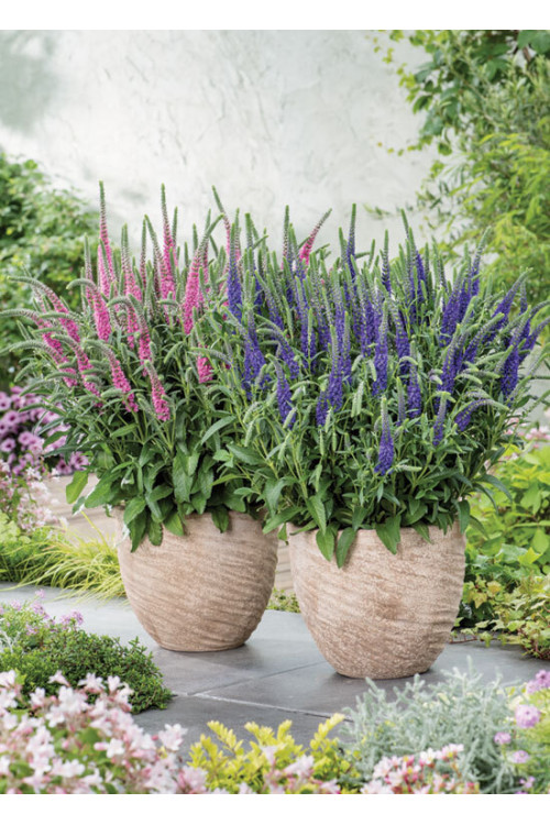 Przetacznik kłosowy ''Anniversary Blue' | Veronica spicata