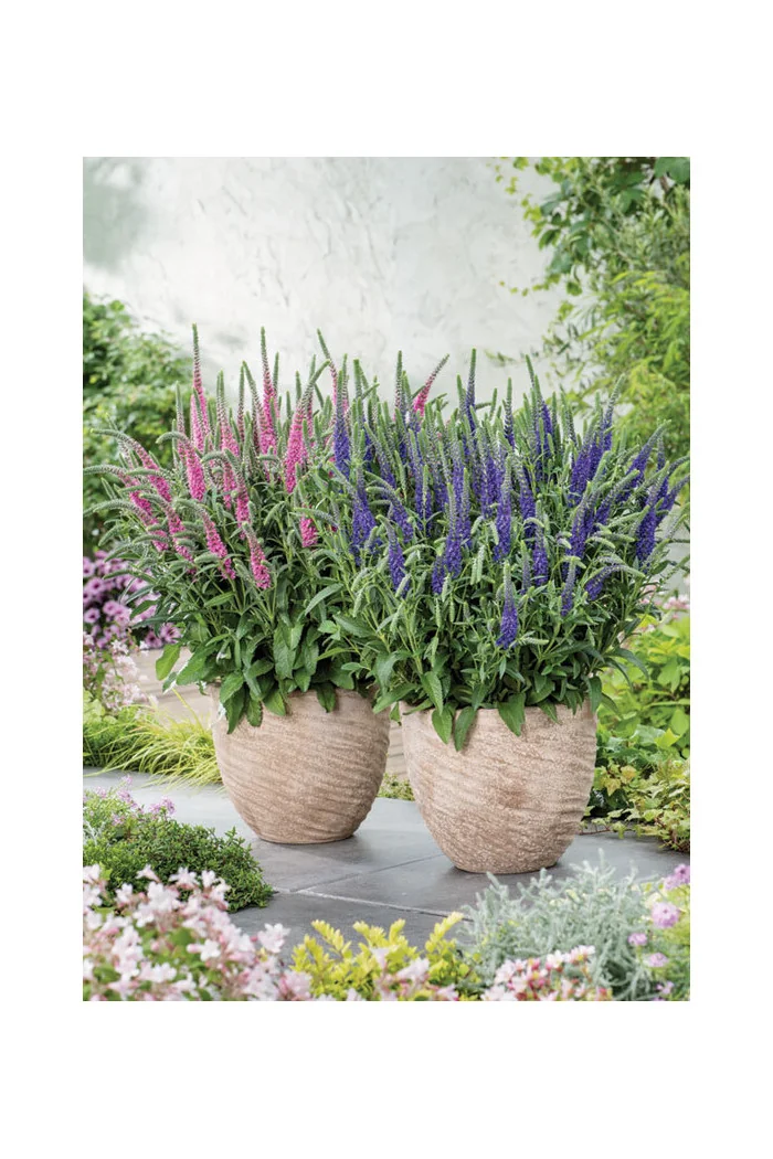 Przetacznik kłosowy ''Anniversary Blue' | Veronica spicata