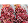 Żurawka 'NORTHERN EXPOSURE™ Red' | Heuchera