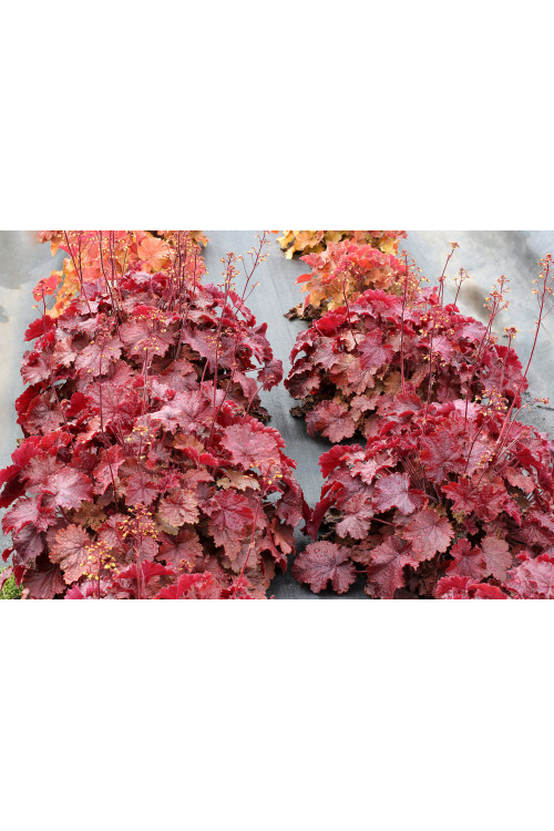 Żurawka 'NORTHERN EXPOSURE™ Red' | Heuchera