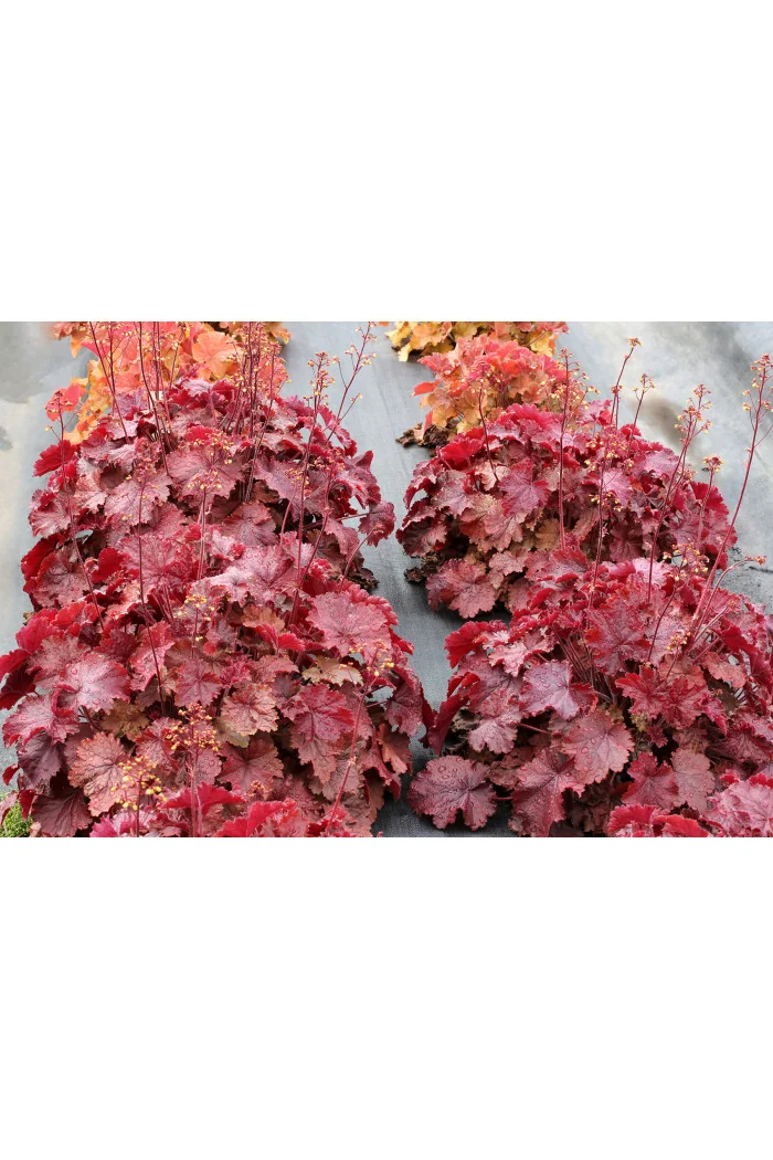 Żurawka 'NORTHERN EXPOSURE™ Red' | Heuchera