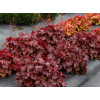 Żurawka 'NORTHERN EXPOSURE™ Red' | Heuchera