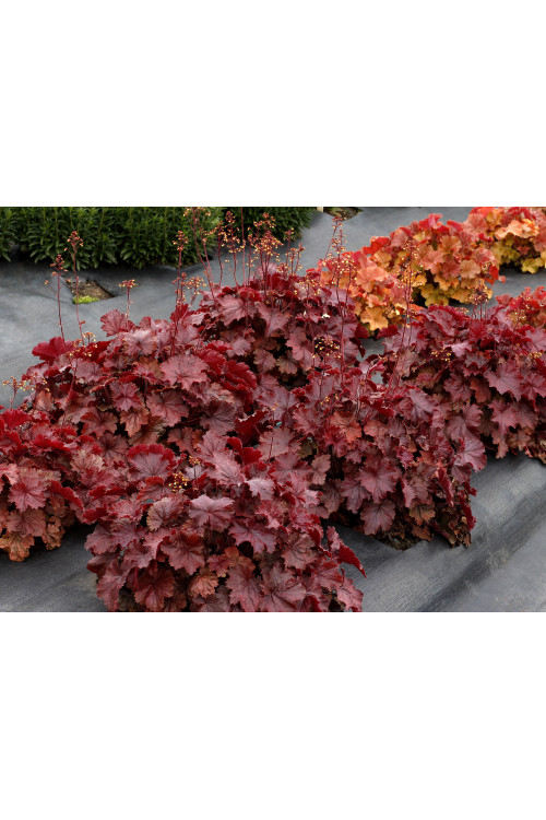 Żurawka 'NORTHERN EXPOSURE™ Red' | Heuchera