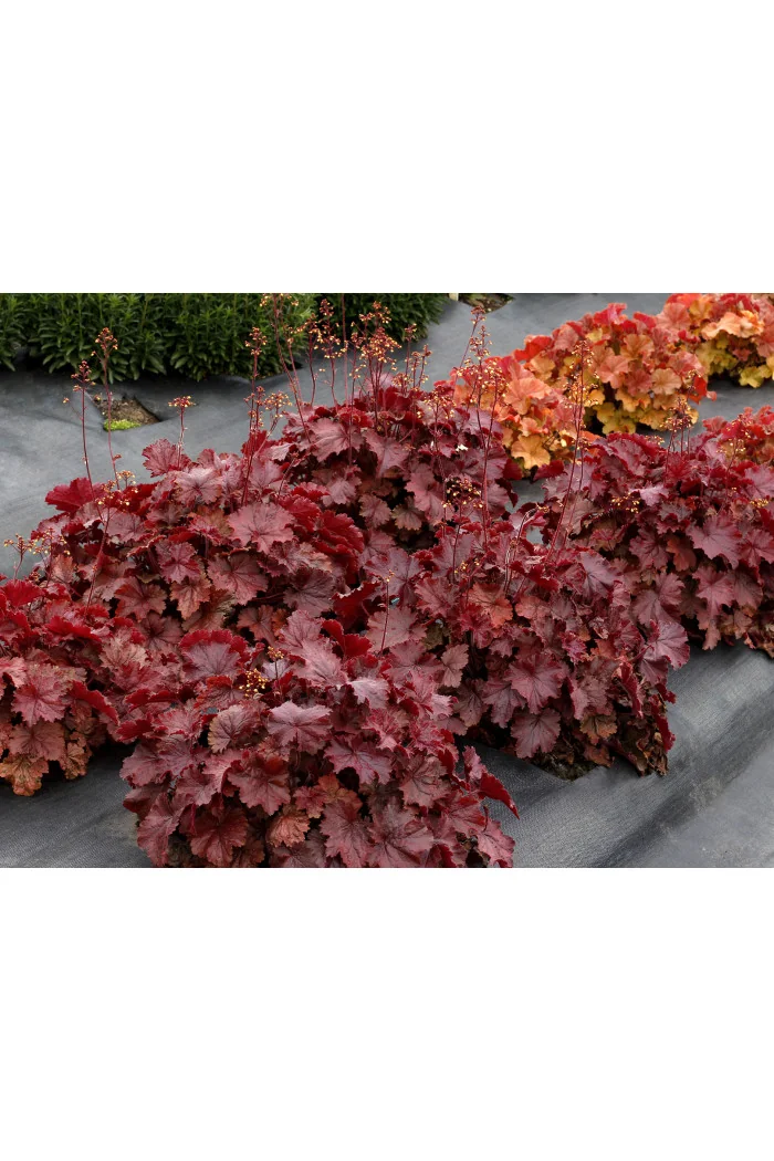 Żurawka 'NORTHERN EXPOSURE™ Red' | Heuchera