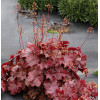Żurawka 'NORTHERN EXPOSURE™ Red' | Heuchera