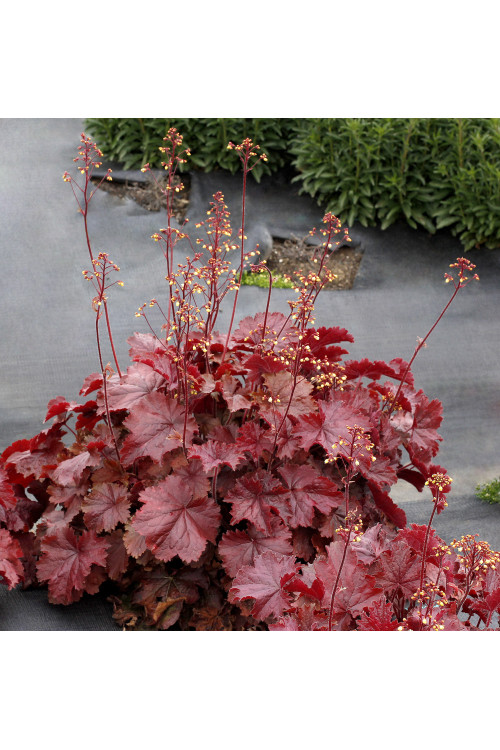 Żurawka 'NORTHERN EXPOSURE™ Red' | Heuchera