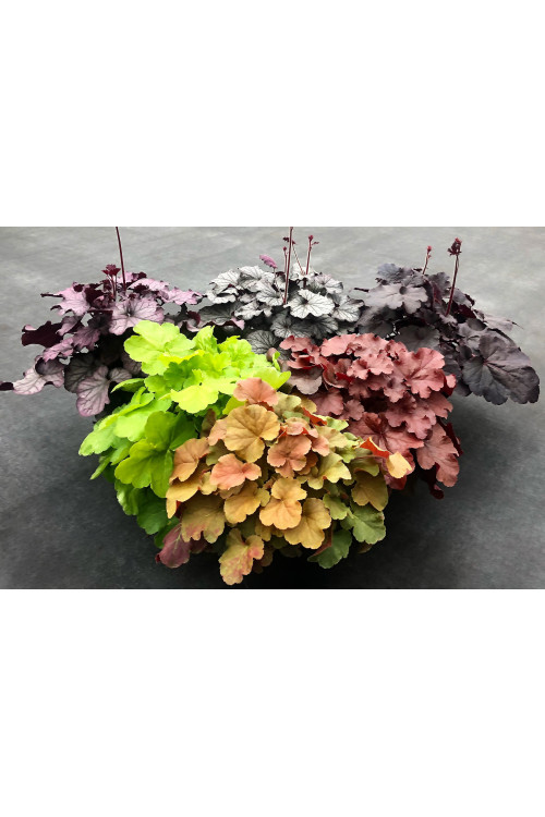 Żurawka 'NORTHERN EXPOSURE™ Red' | Heuchera