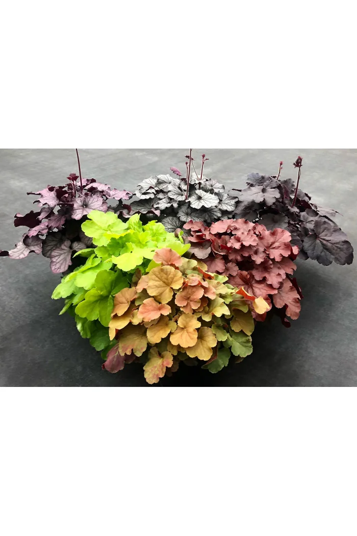Żurawka 'NORTHERN EXPOSURE™ Red' | Heuchera