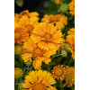 Gailardia 'SpinTop Mango' | Gaillardia