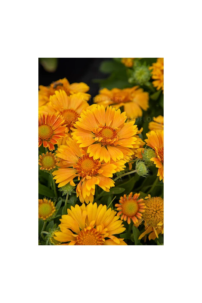 Gailardia 'SpinTop Mango' | Gaillardia