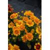 Gailardia 'SpinTop Mango' | Gaillardia