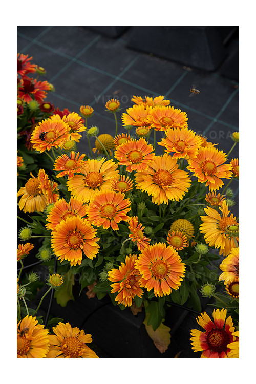 Gailardia 'SpinTop Mango' | Gaillardia