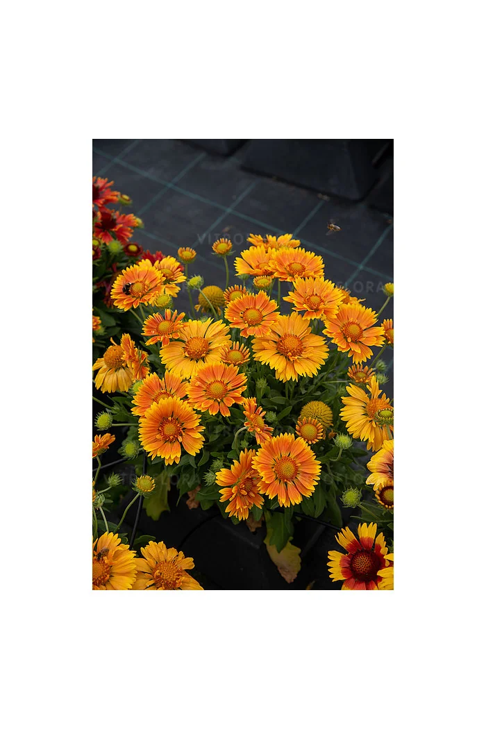 Gailardia 'SpinTop Mango' | Gaillardia