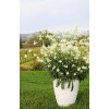 Gaura 'Graceful White' | Gaura