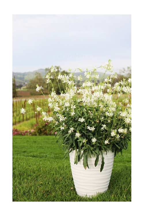 Gaura 'Graceful White' | Gaura