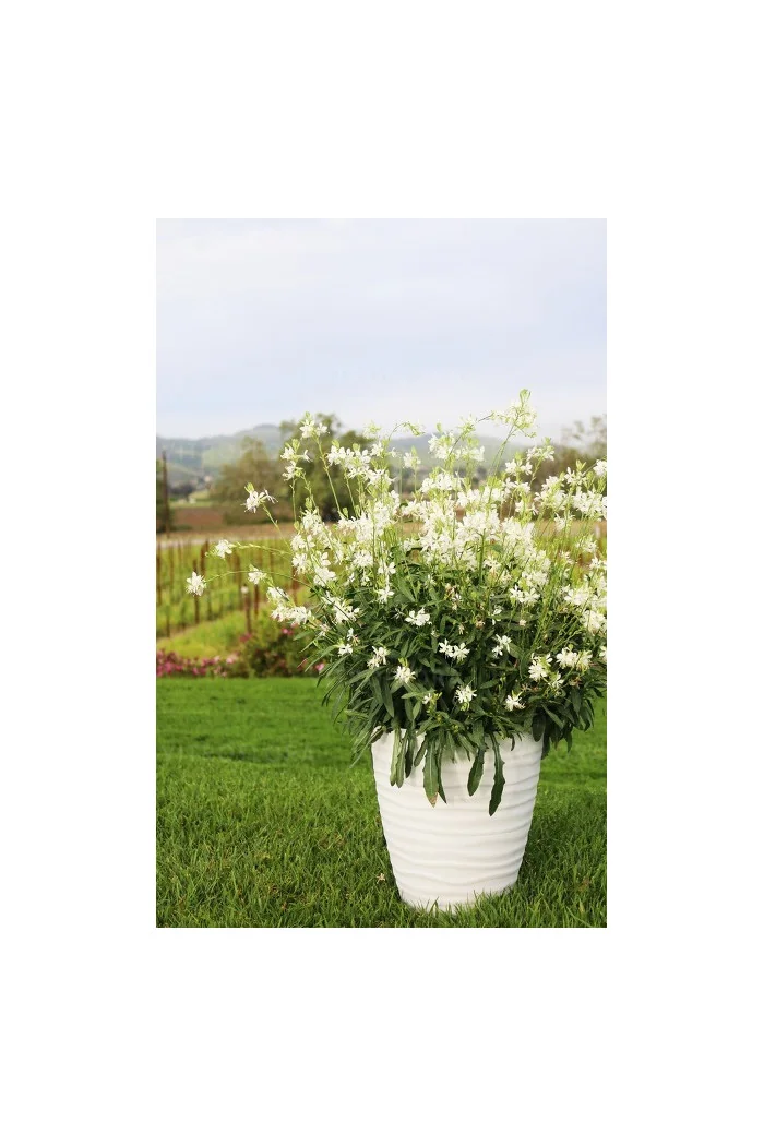 Gaura 'Graceful White' | Gaura
