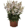 Gaura 'Graceful White' | Gaura