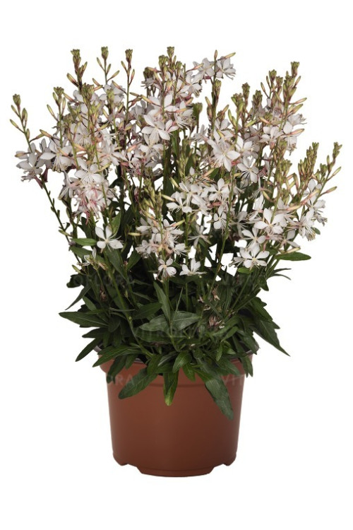 Gaura 'Graceful White' | Gaura