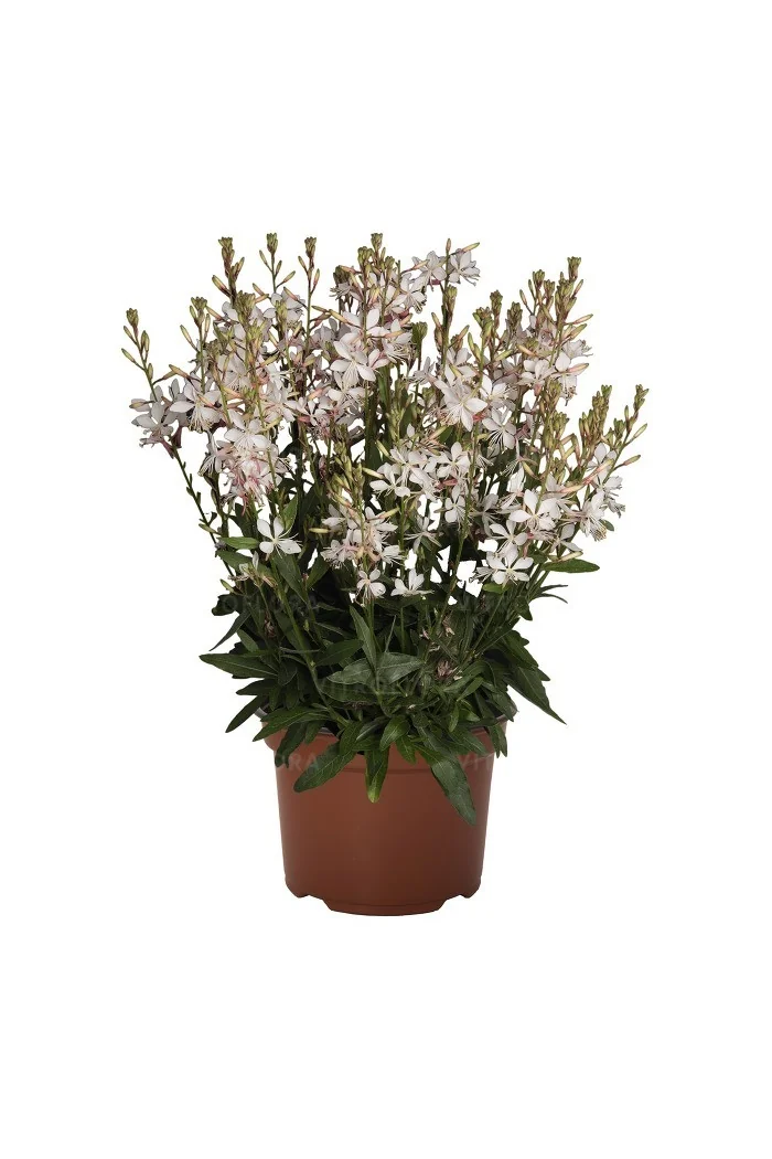 Gaura 'Graceful White' | Gaura