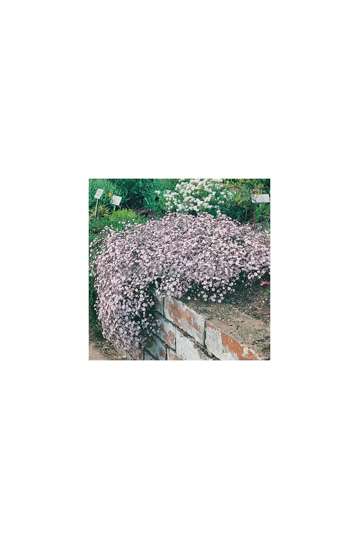 Gipsówka rozesłana 'Knuddel' |Gypsophila repens