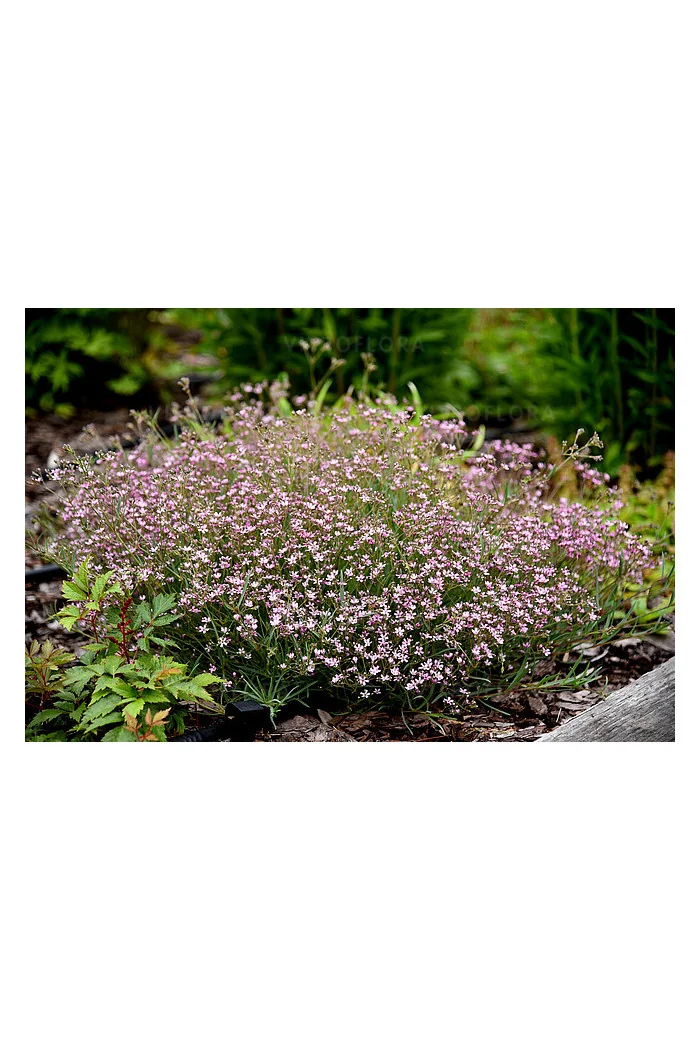 Gipsówka rozesłana 'Knuddel' |Gypsophila repens