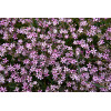 Gipsówka rozesłana 'Knuddel' |Gypsophila repens