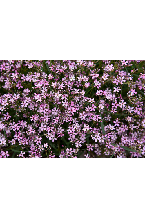 Gipsówka rozesłana 'Knuddel' |Gypsophila repens