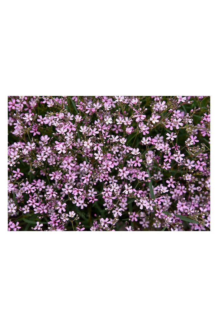 Gipsówka rozesłana 'Knuddel' |Gypsophila repens