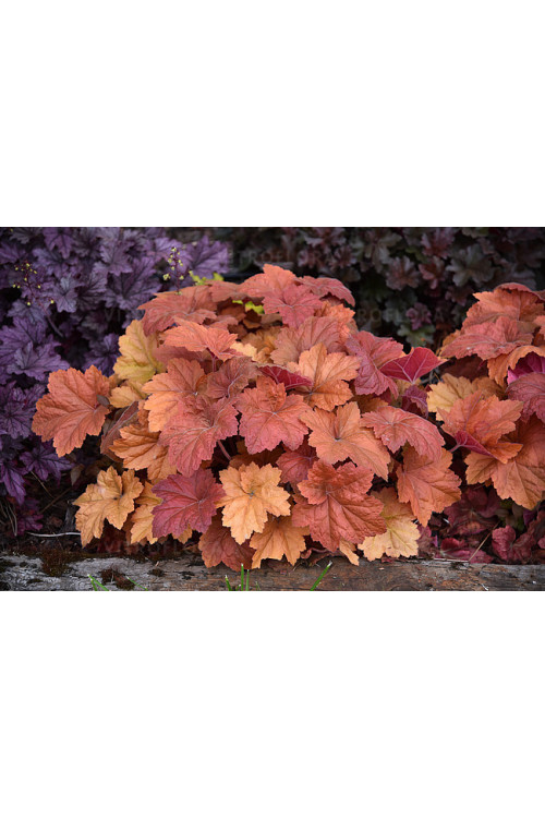Żurawka 'Kassandra' | Heuchera