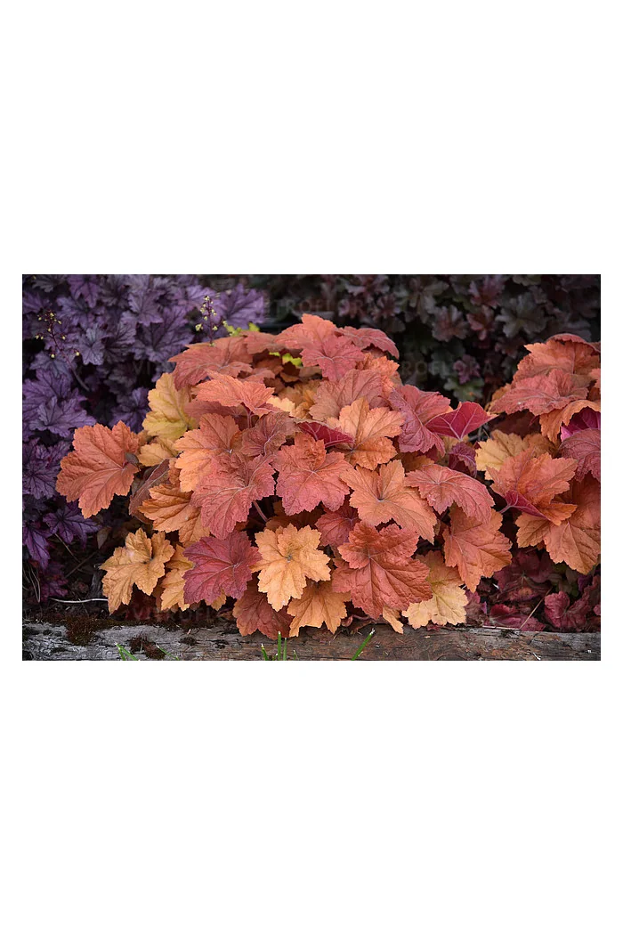 Żurawka 'Kassandra' | Heuchera